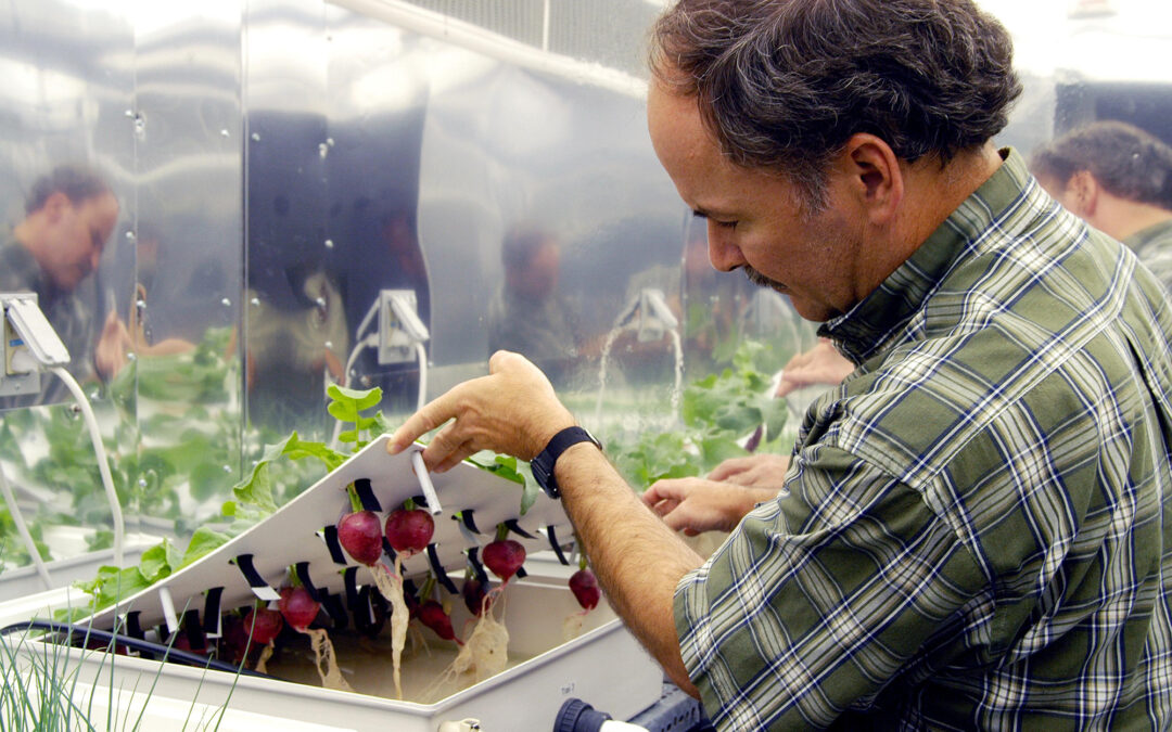 Plantas que comem toxinas